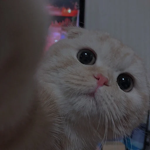 💗 Стикер «cutie cat» для Telegram