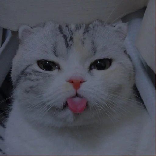 💗 Стикер «cutie cat» для Telegram