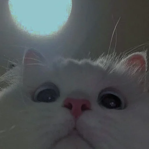 💗 Стикер «cutie cat» для Telegram