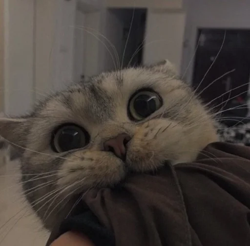 💗 Стикер «cutie cat» для Telegram