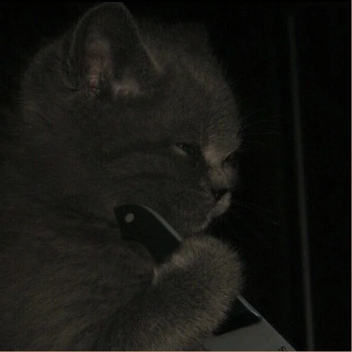 💗 Стикер «cutie cat» для Telegram