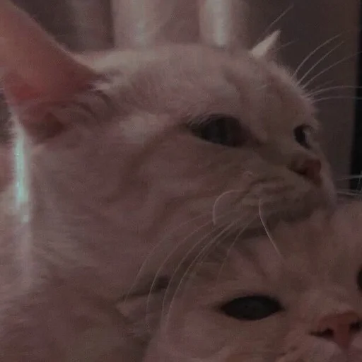 💗 Стикер «cutie cat» для Telegram