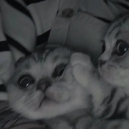 💗 Стикер «cutie cat» для Telegram