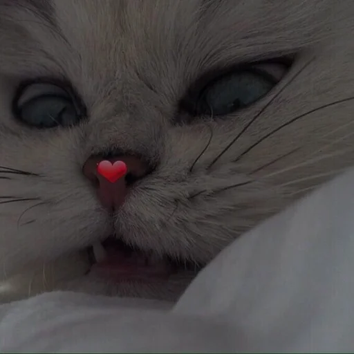 💗 Стикер «cutie cat» для Telegram