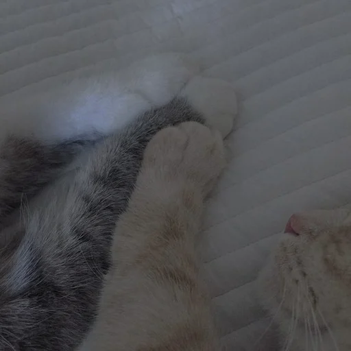 💗 Стикер «cutie cat» для Telegram