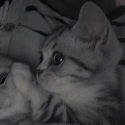 💗 Стикер «cutie cat» для Telegram