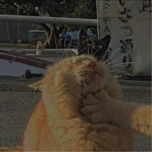 💗 Стикер «cutie cat» для Telegram
