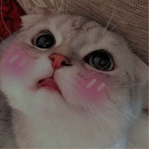 💗 Стикер «cutie cat» для Telegram