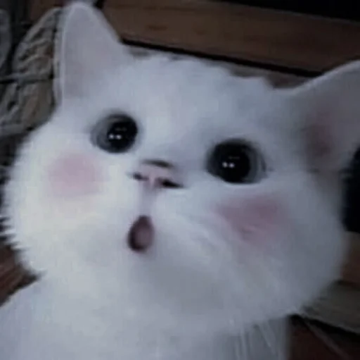 💗 Стикер «cutie cat» для Telegram