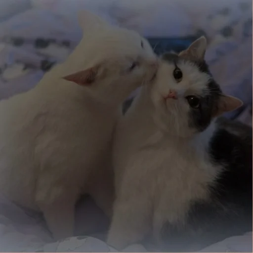 💗 Стикер «cutie cat» для Telegram