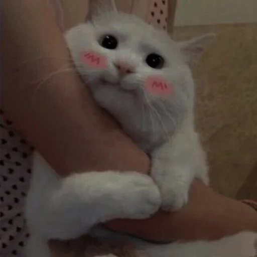 💗 Стикер «cutie cat» для Telegram