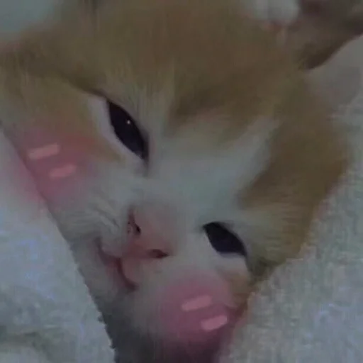 💗 Стикер «cutie cat» для Telegram