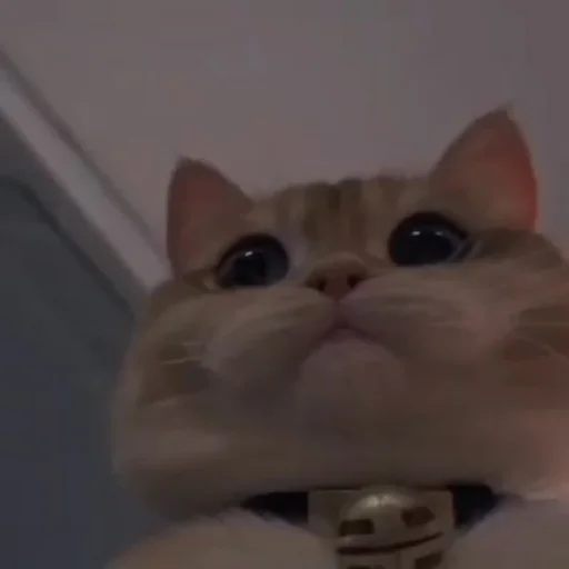 💗 Стикер «cutie cat» для Telegram