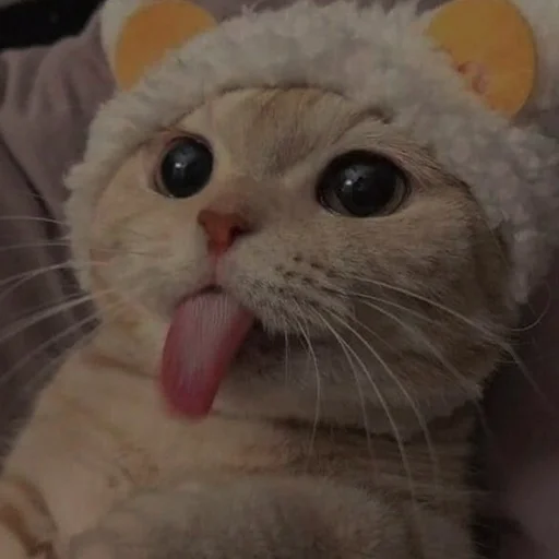 💗 Стикер «cutie cat» для Telegram