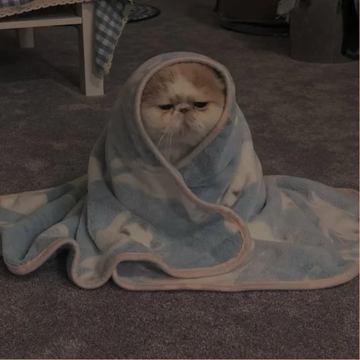 💗 Стикер «cutie cat» для Telegram
