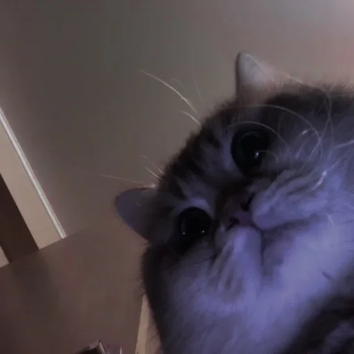 💗 Стикер «cutie cat» для Telegram