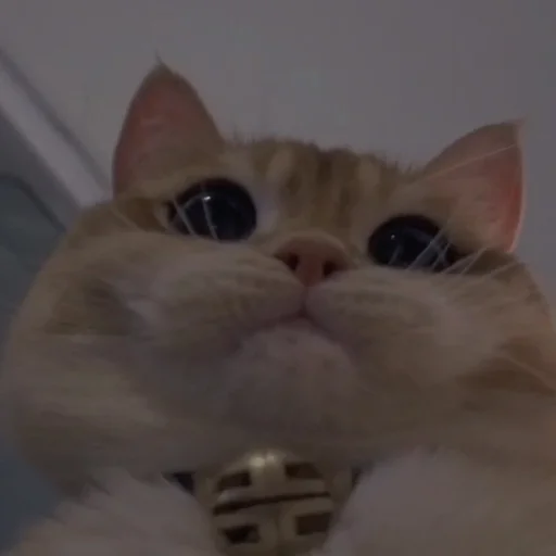 💗 Стикер «cutie cat» для Telegram