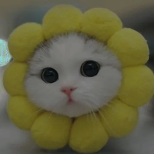 💗 Стикер «cutie cat» для Telegram