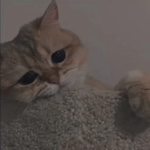 💗 Стикер «cutie cat» для Telegram