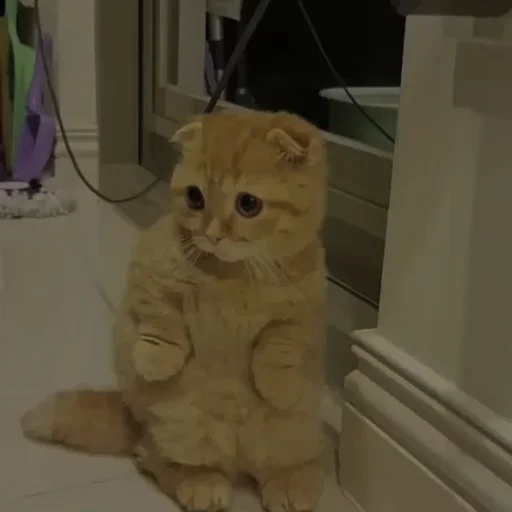 💗 Стикер «cutie cat» для Telegram
