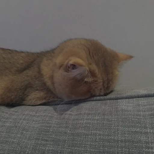 💗 Стикер «cutie cat» для Telegram