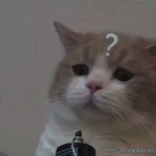 💗 Стикер «cutie cat» для Telegram