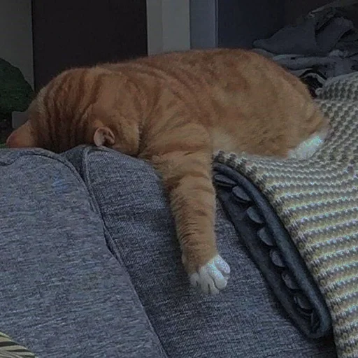 💗 Стикер «cutie cat» для Telegram