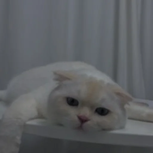 💗 Стикер «cutie cat» для Telegram