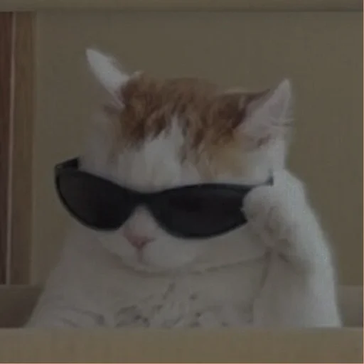 💗 Стикер «cutie cat» для Telegram