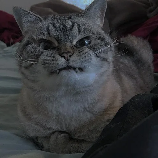 💗 Стикер «cutie cat» для Telegram