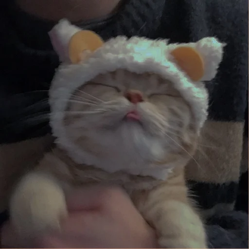 💗 Стикер «cutie cat» для Telegram