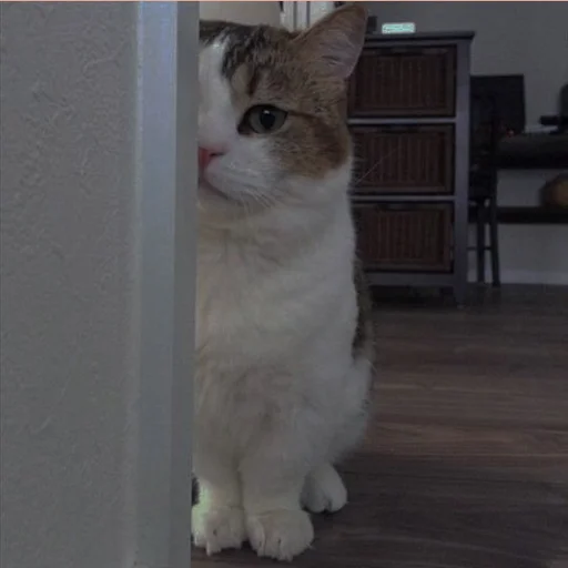 💗 Стикер «cutie cat» для Telegram