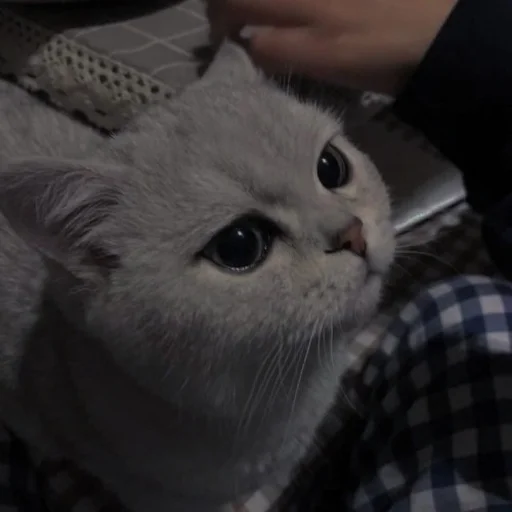 💗 Стикер «cutie cat» для Telegram