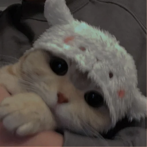 💗 Стикер «cutie cat» для Telegram