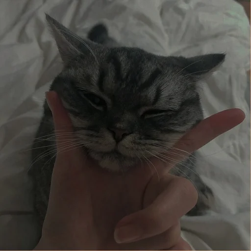 💗 Стикер «cutie cat» для Telegram