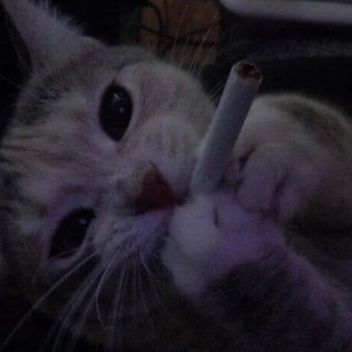 💗 Стикер «cutie cat» для Telegram