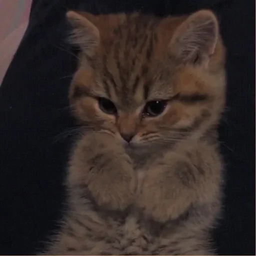 💗 Стикер «cutie cat» для Telegram