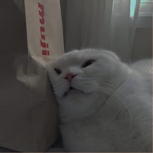 💗 Стикер «cutie cat» для Telegram