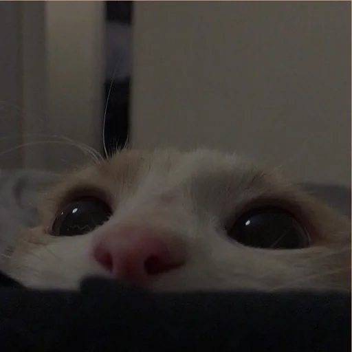 💗 Стикер «cutie cat» для Telegram