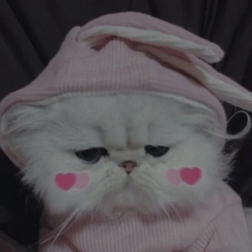 💗 Стикер «cutie cat» для Telegram