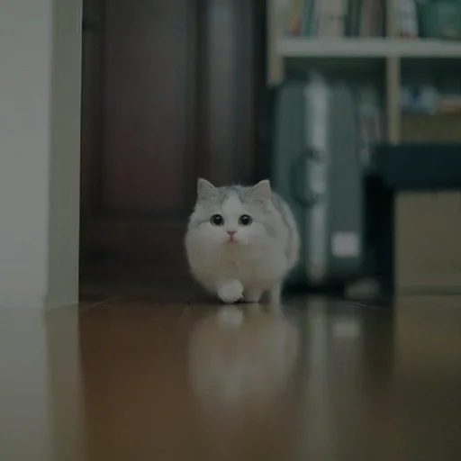 💗 Стикер «cutie cat» для Telegram