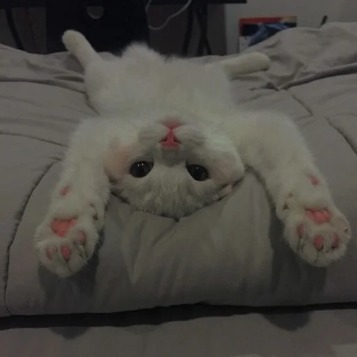 💗 Стикер «cutie cat» для Telegram