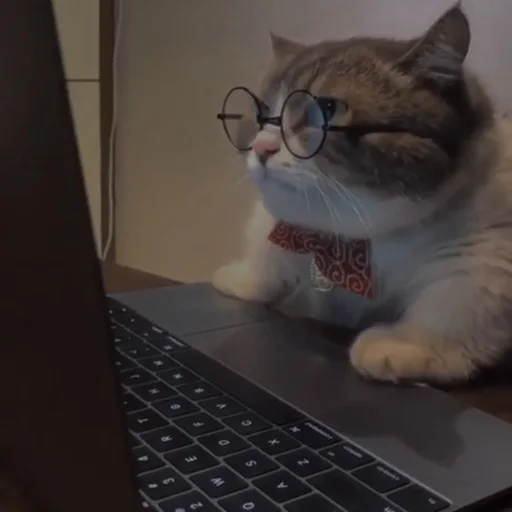 💗 Стикер «cutie cat» для Telegram