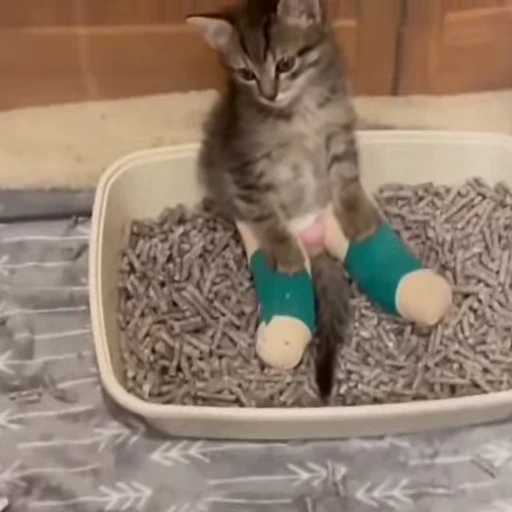 🐈 Стикер «Miu» для Telegram