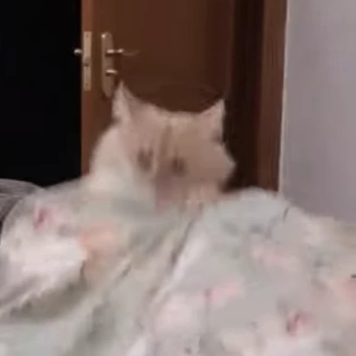 💕 Стикер «Miu» для Telegram