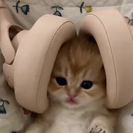 💕 Стикер «Miu» для Telegram