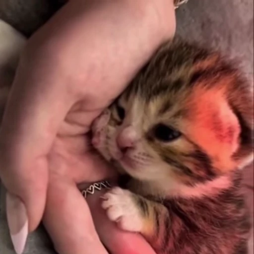 💕 Стикер «Miu» для Telegram