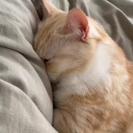 💕 Стикер «Miu» для Telegram