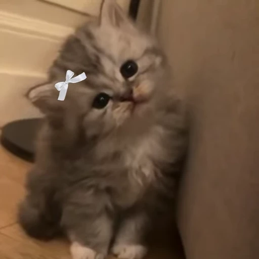 💕 Стикер «Miu» для Telegram