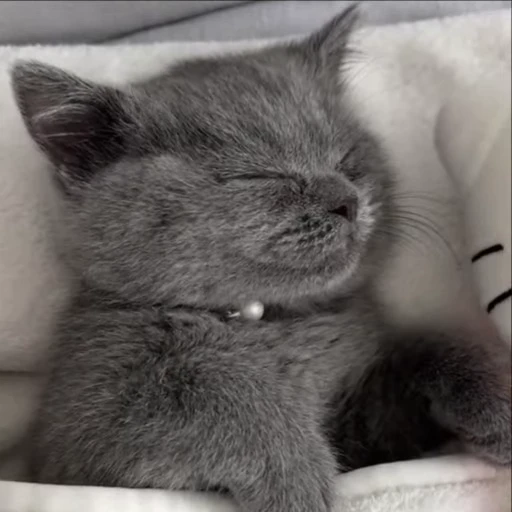 💕 Стикер «Miu» для Telegram